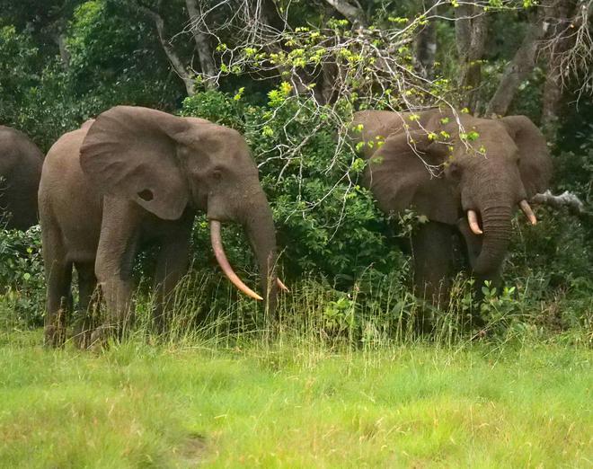 Sci-Five | The Hindu Science Quiz: On Elephants
