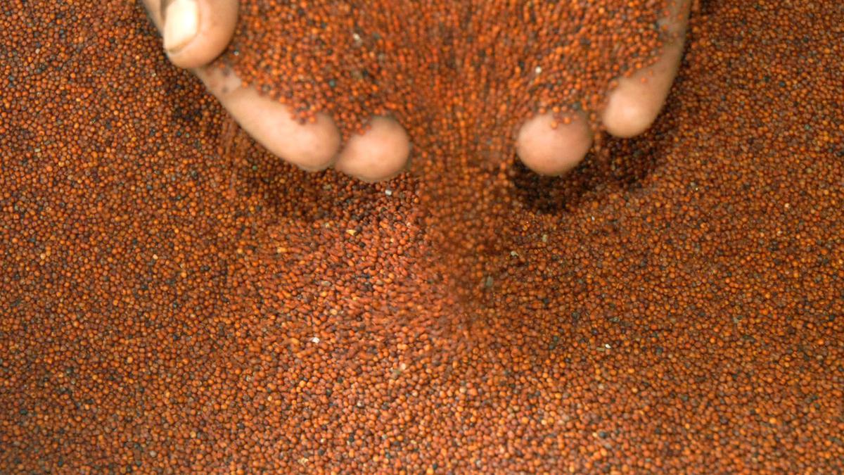 Centre may announce ‘benchmark price’ for minor millets