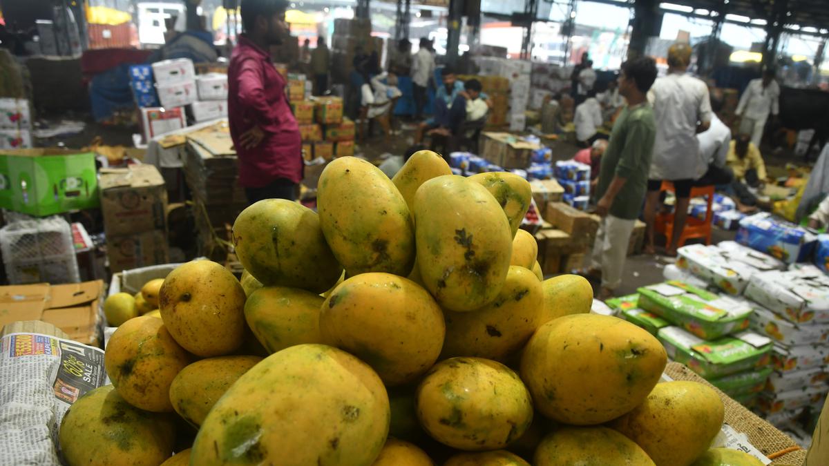 Rain, pests drain mangoes of colour, flavour in north India