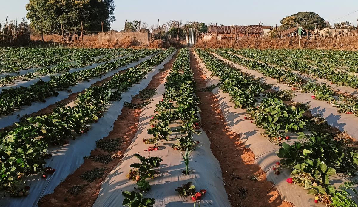 Strawberry farming making waves in tribal heartland of Odisha 