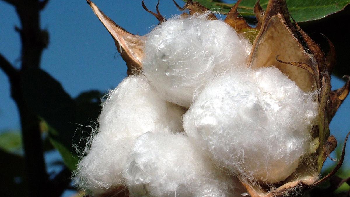 Budget 2023 | Cluster-based approach for ELS cotton production
