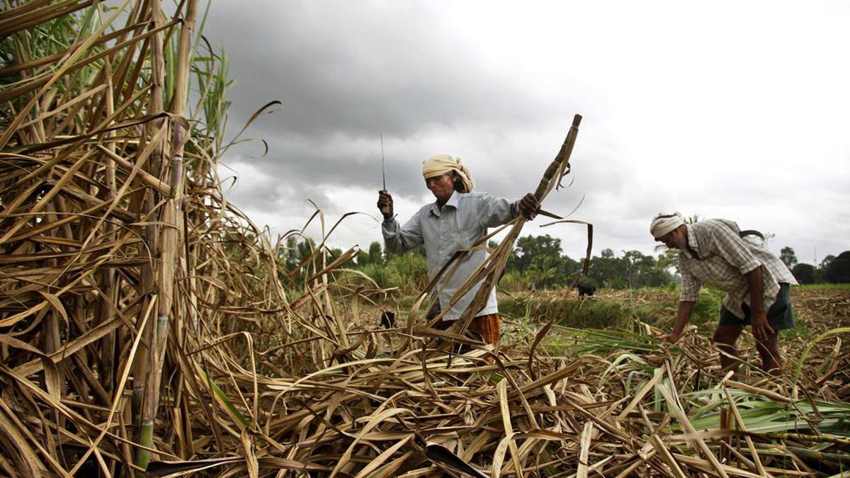 Explained | Why India, world’s largest producer of sugar, has put brakes on exports