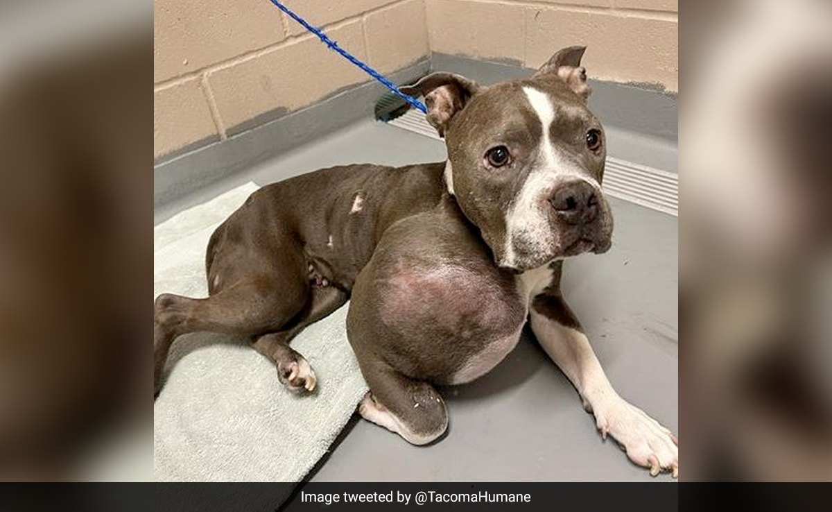 Pitbull With Volleyball-Sized Tumour Enjoys New Life After Surgery In US