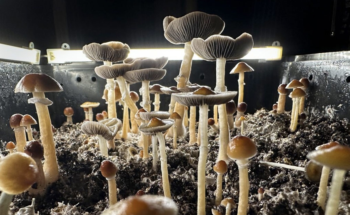 Magic Mushroom Psychedelic Can Help Ease Major Depression, Study Finds