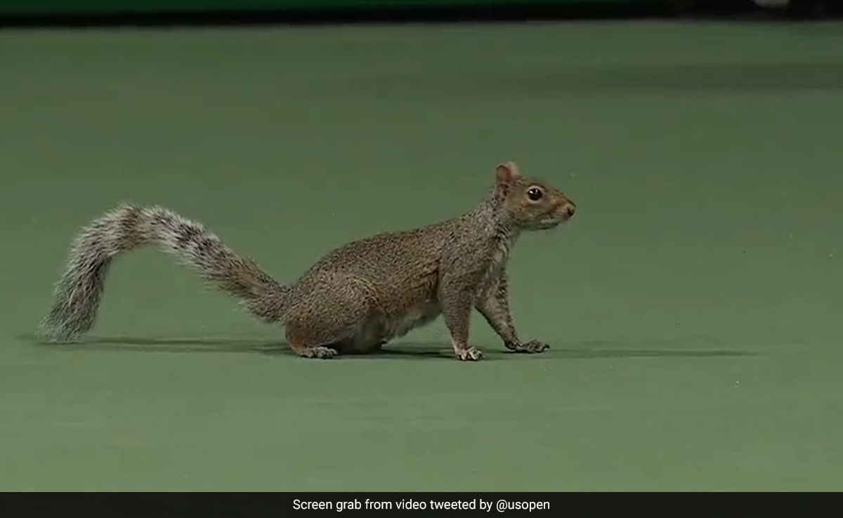 Hilarious Moment A Squirrel Interrupts US Open Women’s Double Match