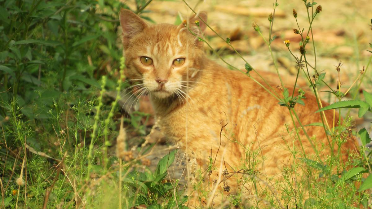 Cats are killing India’s birds. Are we paying attention?