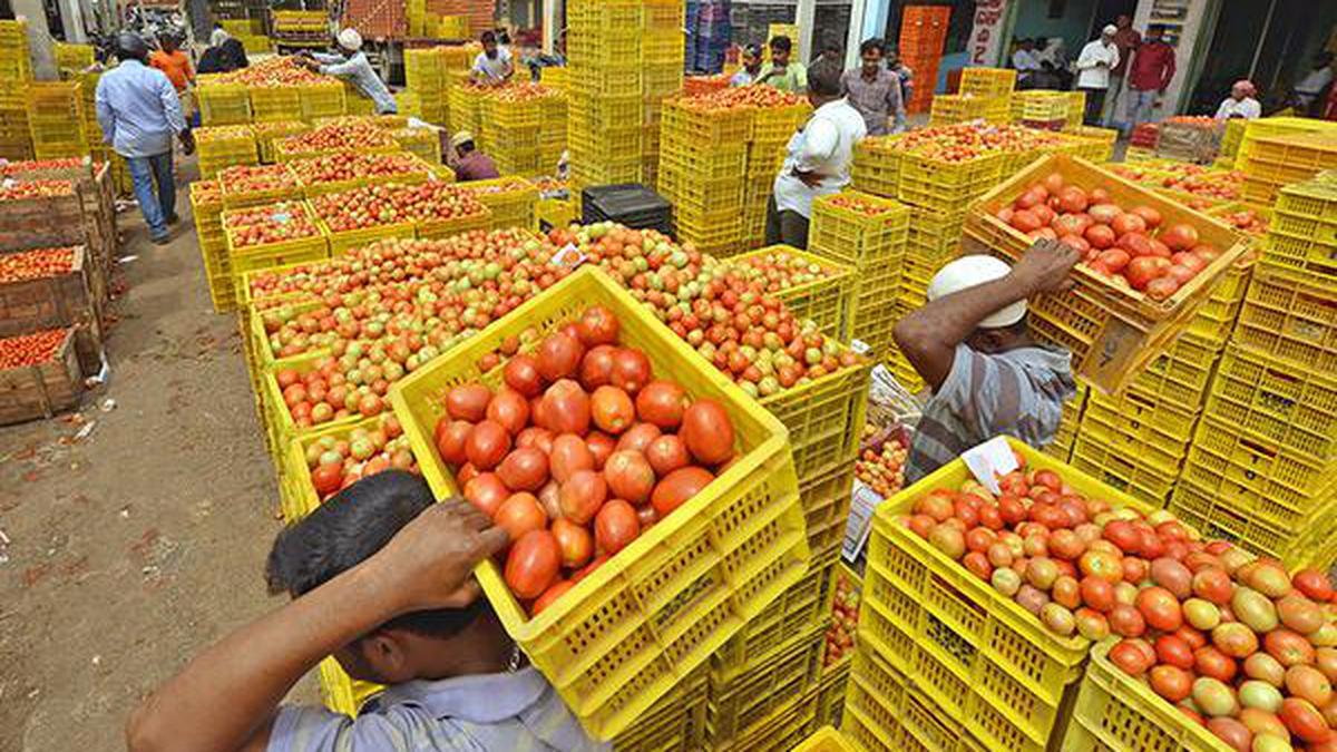 Explained | Why has tomato become so expensive?