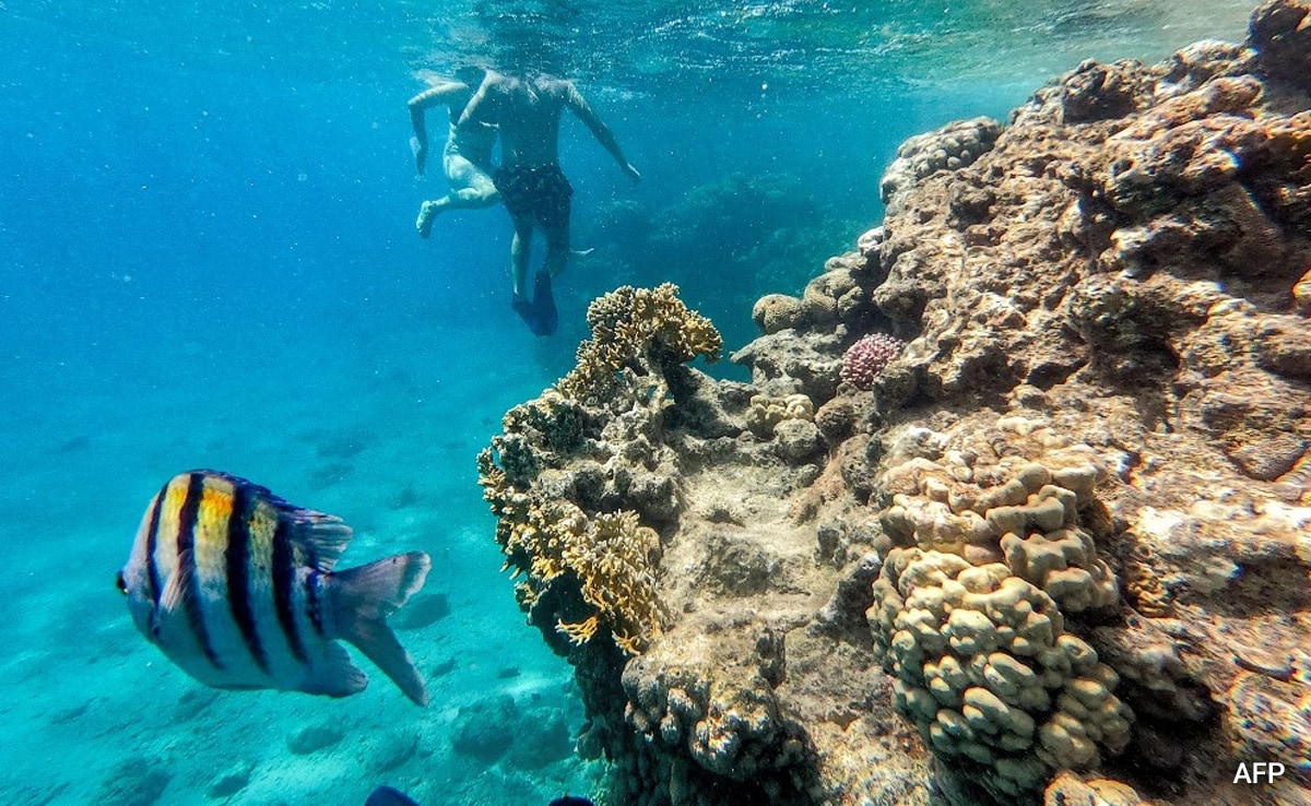 Mysterious Sea Urchin Deaths Threaten Red Sea Corals
