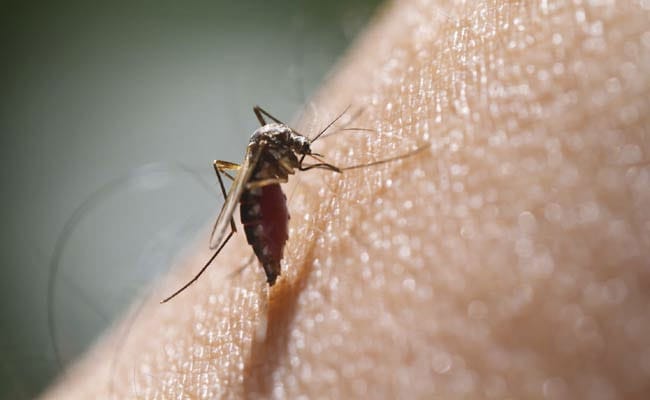 Over 1,000 People Have Died Of Dengue In Bangladesh This Year