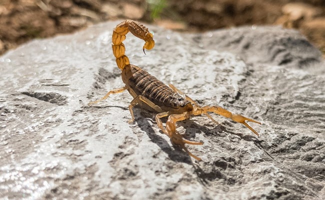 3-Year-Old Girl In Brazil Dies From Cardiac Arrest After Scorpion Stings Her In Sleep