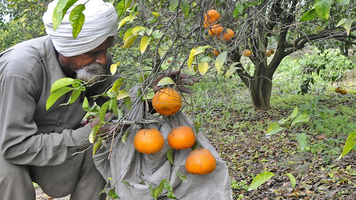 Poor demand, bountiful output plunge kinnow price, leave farmers of Punjab in distress