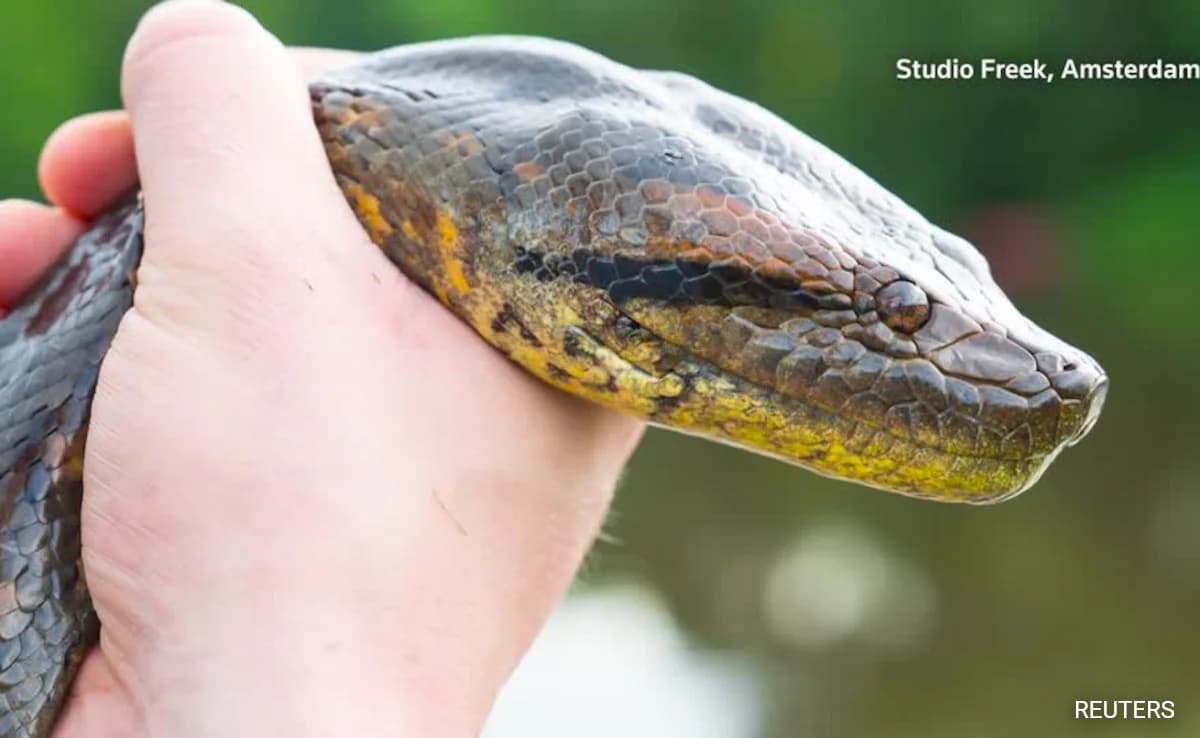 New Species of Giant Green Anaconda Discovered in Ecuador’s Rainforest