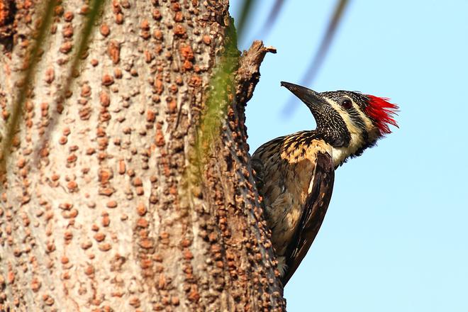 Sci-Five | The Hindu Science Quiz: On Woodpeckers