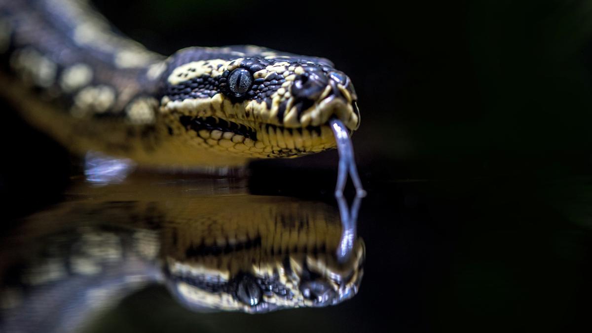 In snake genes, study finds they evolved 3x faster than other reptiles