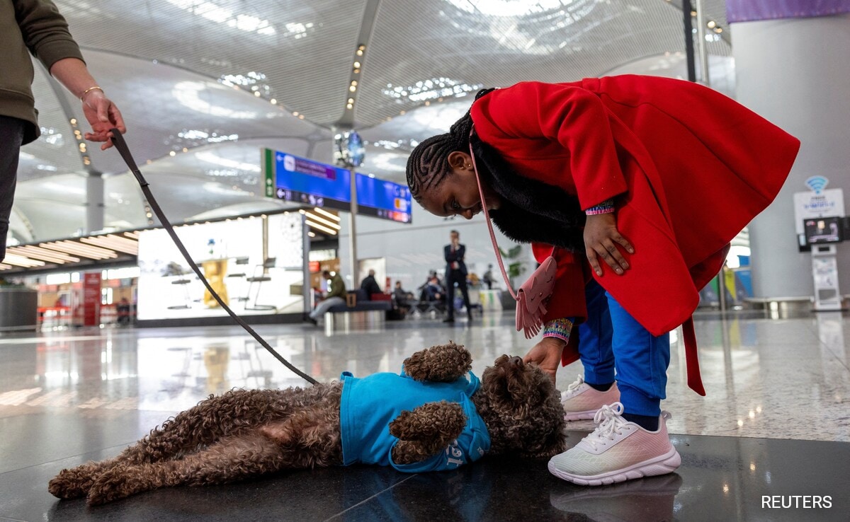 Stressed Before Flight? Therapy Dogs To The Rescue At This Airport
