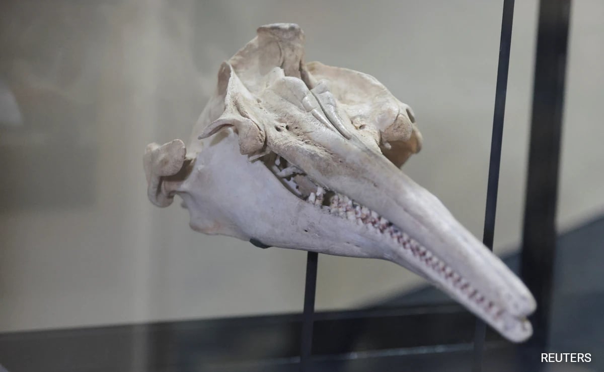Fossil Of 16-Million-Year-Old River Dolphin Found In Peru