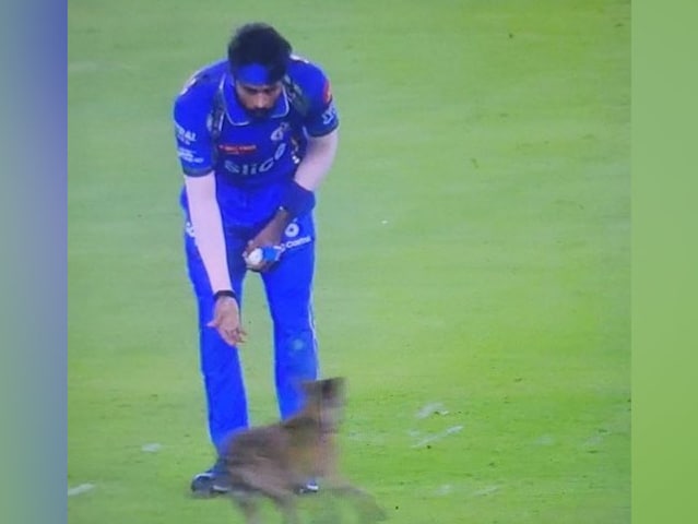 Dog Invades Pitch During IPL 2024 Game In Ahmedabad. Internet In Splits – Watch