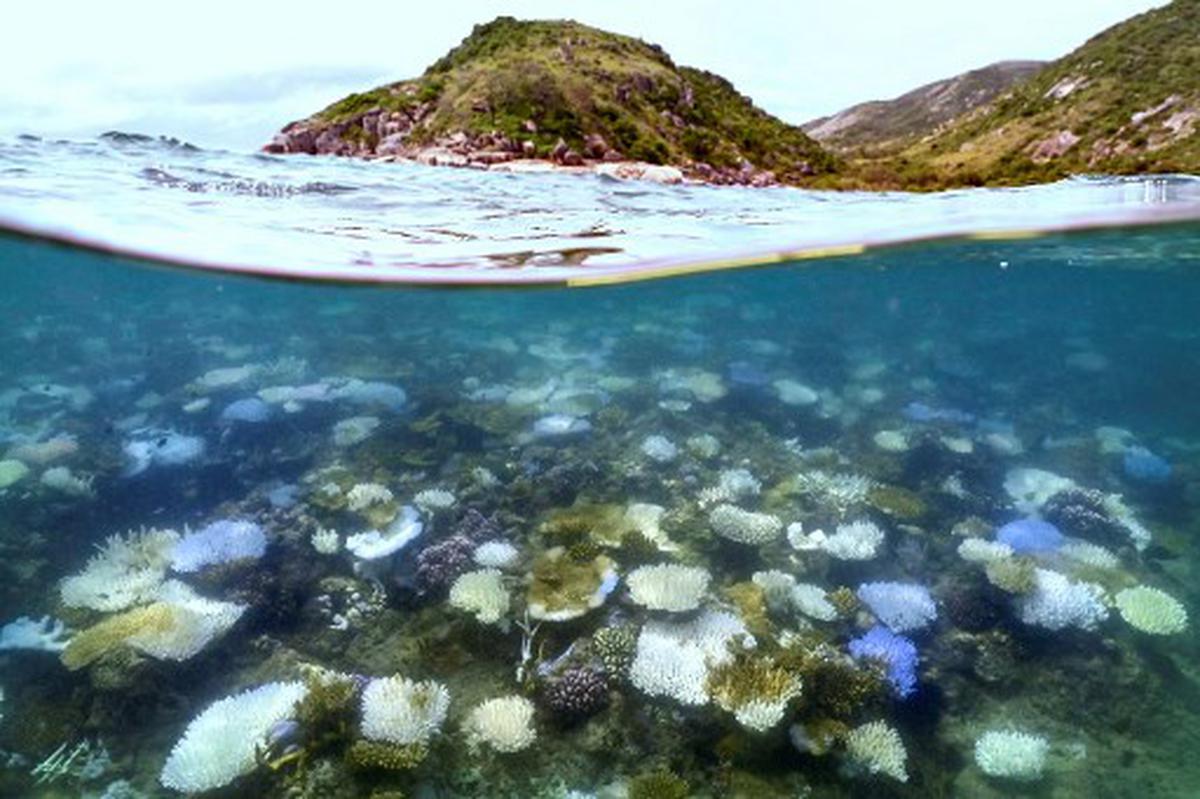 Great Barrier Reef suffering ‘one of the most severe’ coral bleaching events on record