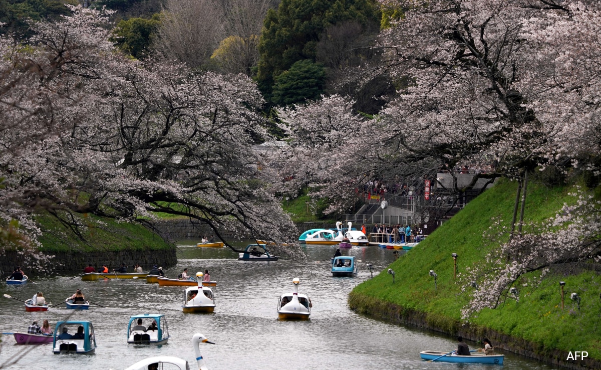 Tokyo Crowds Revel As Cherry Blossoms Reach Full Bloom