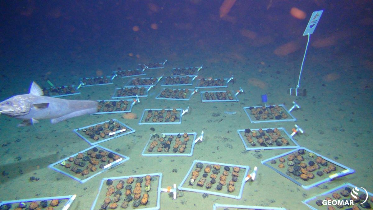 Surprising ‘dark oxygen’ discovery could ensnarl deep-sea mining | Explained