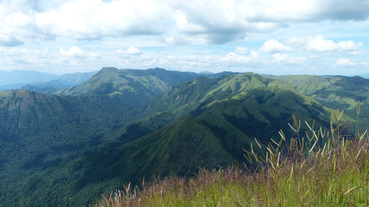 India’s open ecosystems face an unusual threat: trees