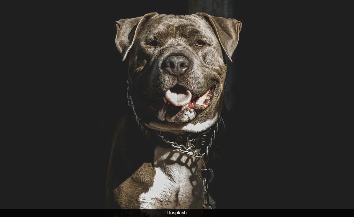 US Woman Handcuffed Son, Allowed Him To Be Mauled By Pitbull As Punishment: Police