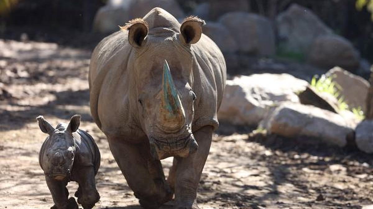The number of rhinos is slightly up but poaching has increased too
