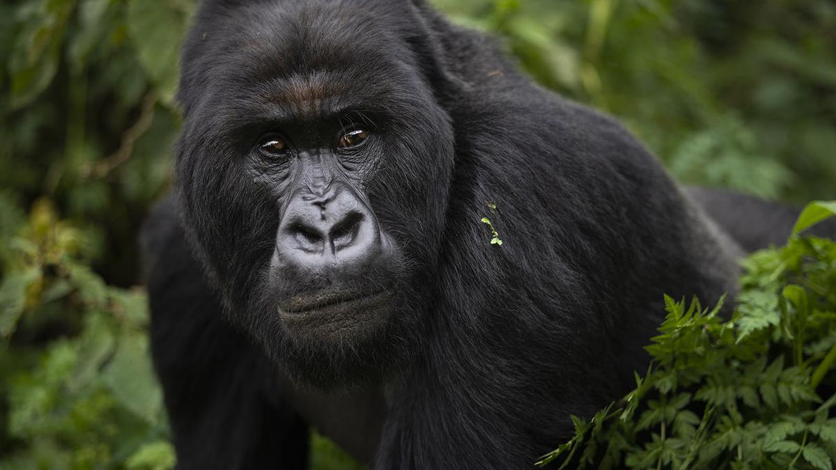 The darker side of human rights for great apes