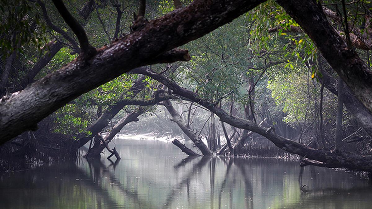 Coastal flooding harms different tree species differently: study