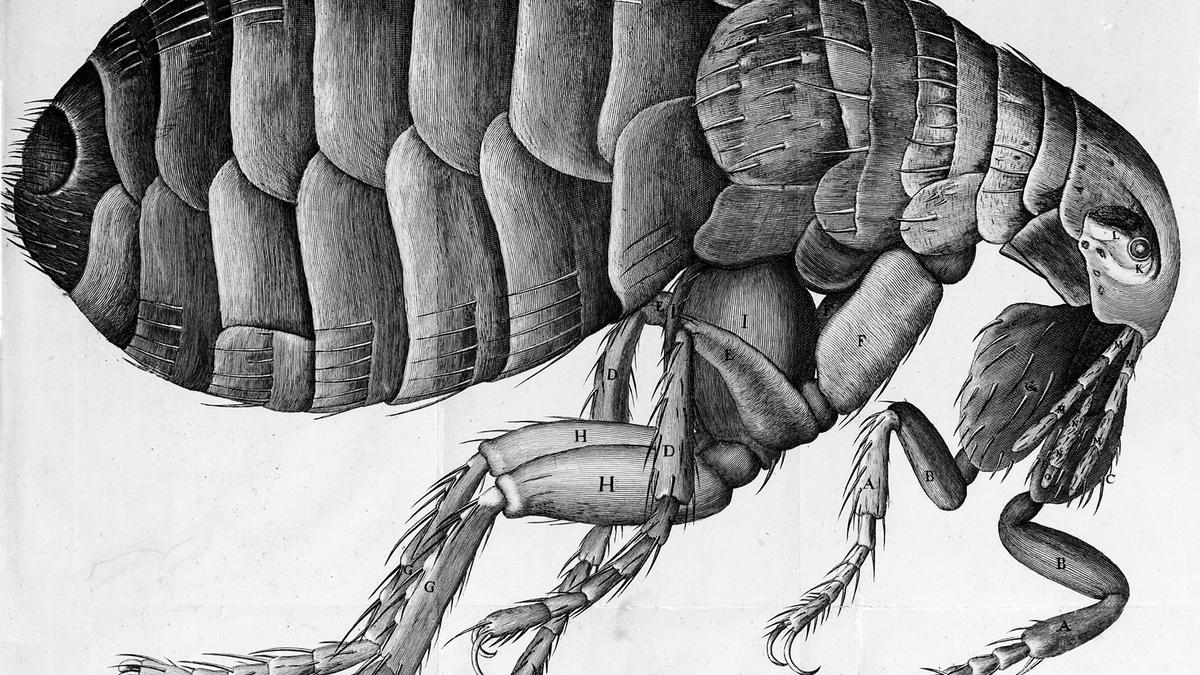 Micrographia: Hooke’s monumental masterpiece – The Hindu
