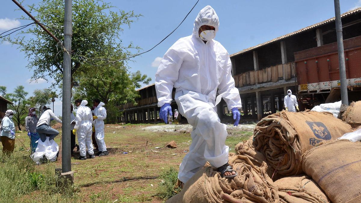 Why Cambodia’s novel H5N1 reassortant virus needs close monitoring