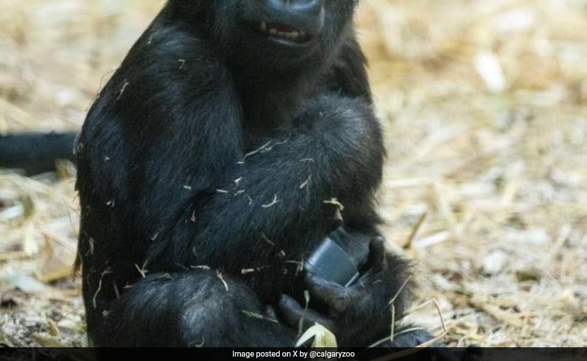 Young Gorilla Dies At Canada Zoo After Accidentally Being Crushed By Hydraulic Door