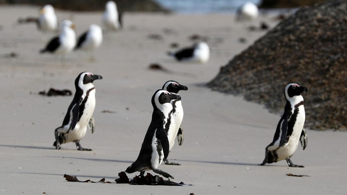 ‘Critically endangered’ African penguins just want peace and food