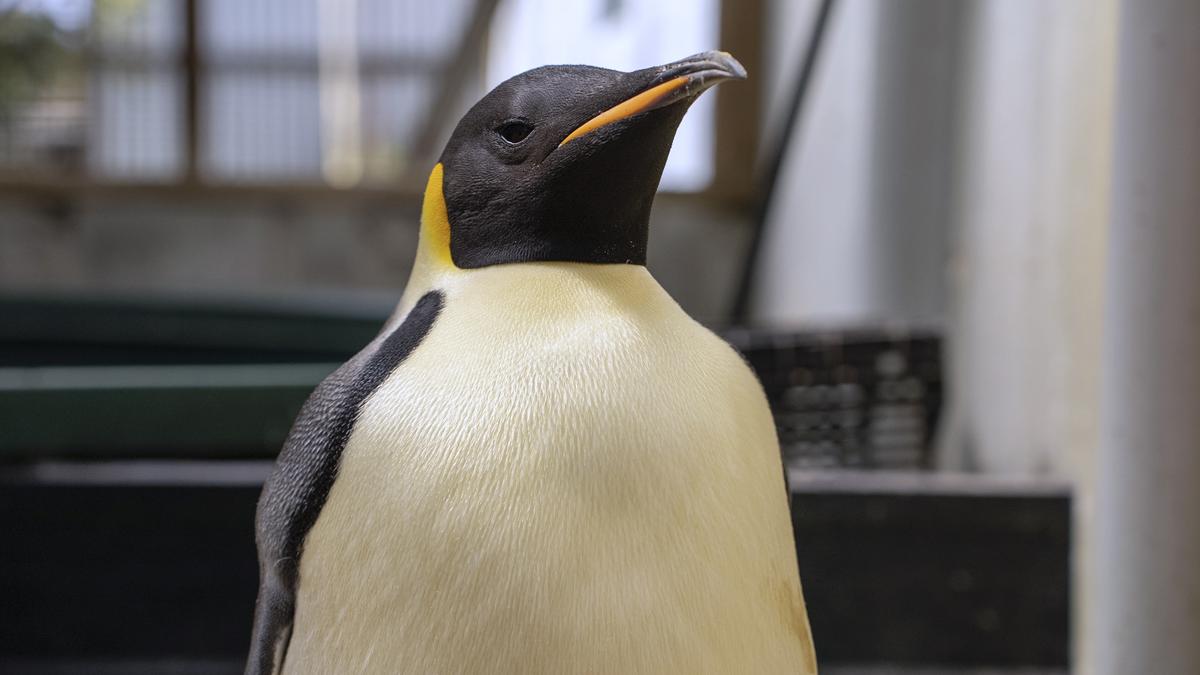 First emperor penguin known to reach Australia found on tourist beach