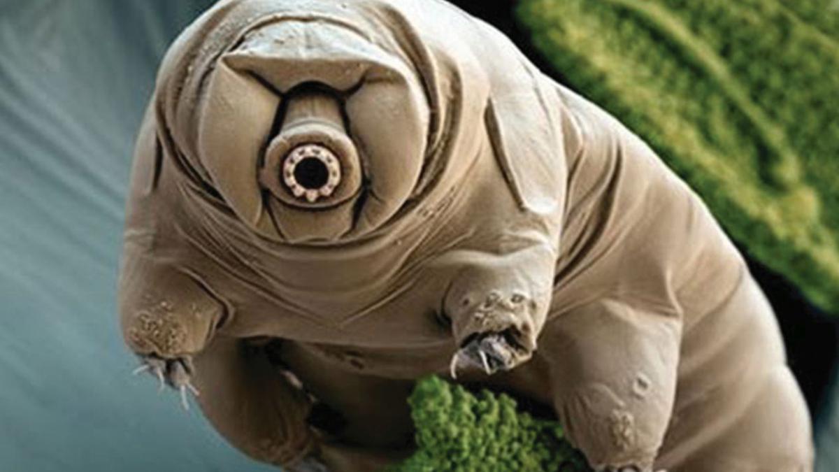 If tardigrades crowd-sourced their remarkable genes, can humans?