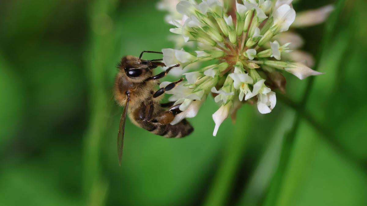 New infectious diseases among bees threaten world’s economies