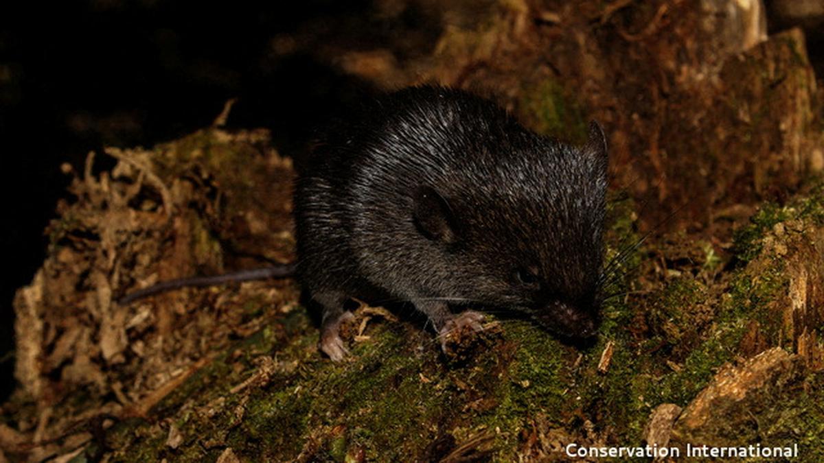 ‘Amphibious mouse’ among 27 new species discovered in Peru’s Amazon