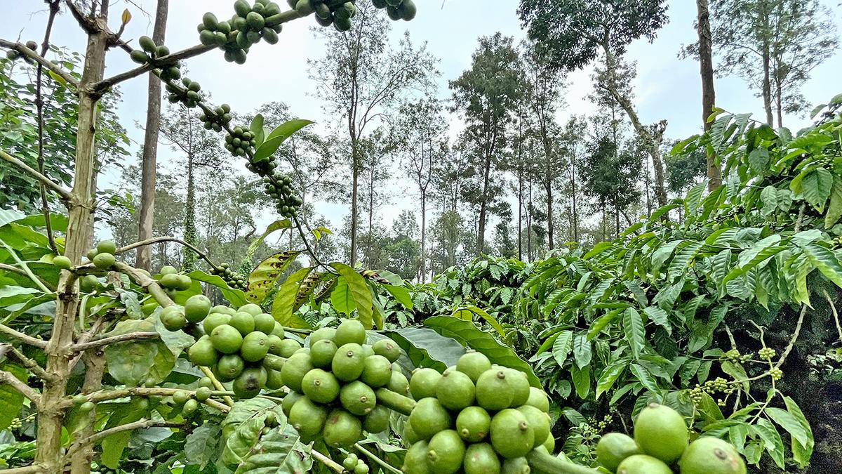 Coffee prices soar, but 15% loss in yield expected due to vagaries of weather