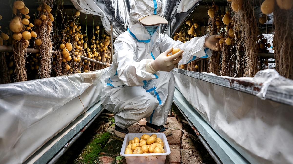 China scientists rush to climate-proof potatoes