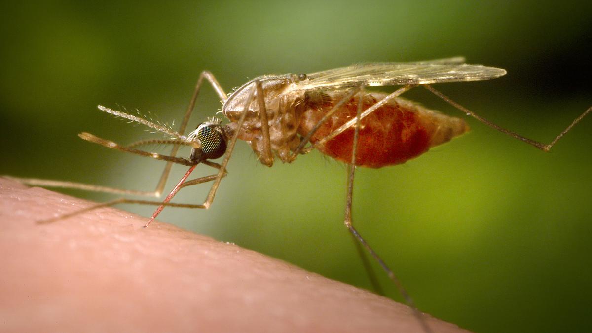 Preventing malaria using genetically modified malaria parasites