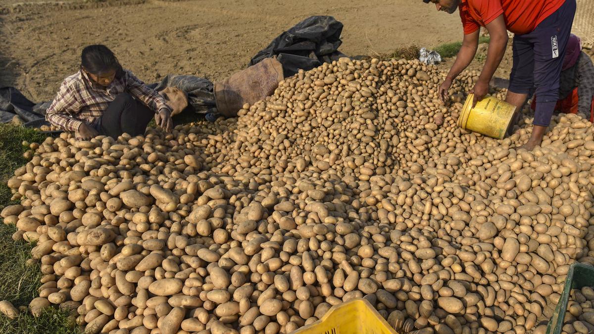 Potato traders threaten strike from December 3 if West Bengal doesn’t allow selling to other States