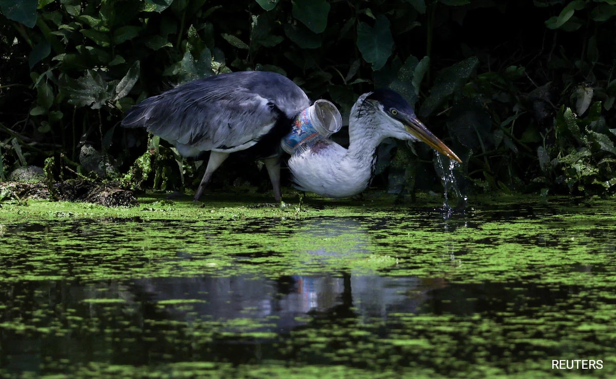 Brazil Heron Flies After Rescuers Remove Plastic Cup From Its Throat