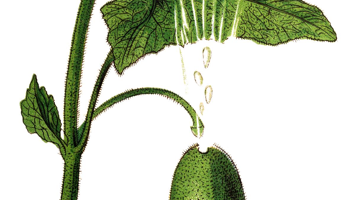 How does the squirting cucumber squirt?