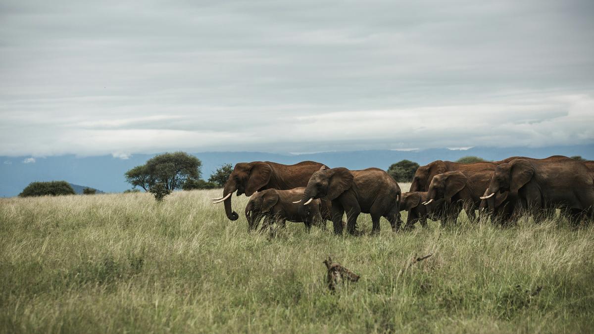 Grave new world: humans are killing the elders species need to survive