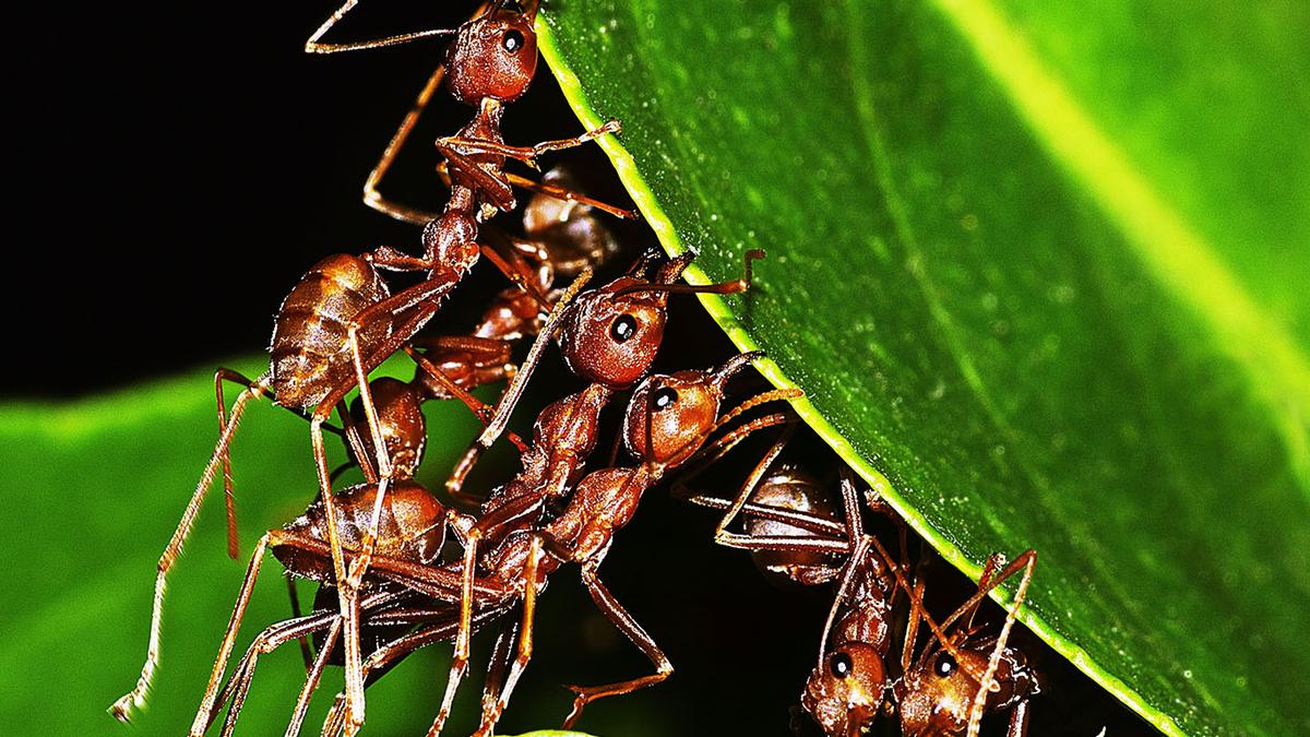 Science for all newsletter Are ants in groups smarter than humans in groups?