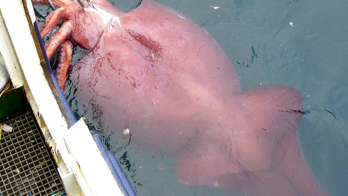 The Science Quiz | 100 years ago, science found the colossal squid…