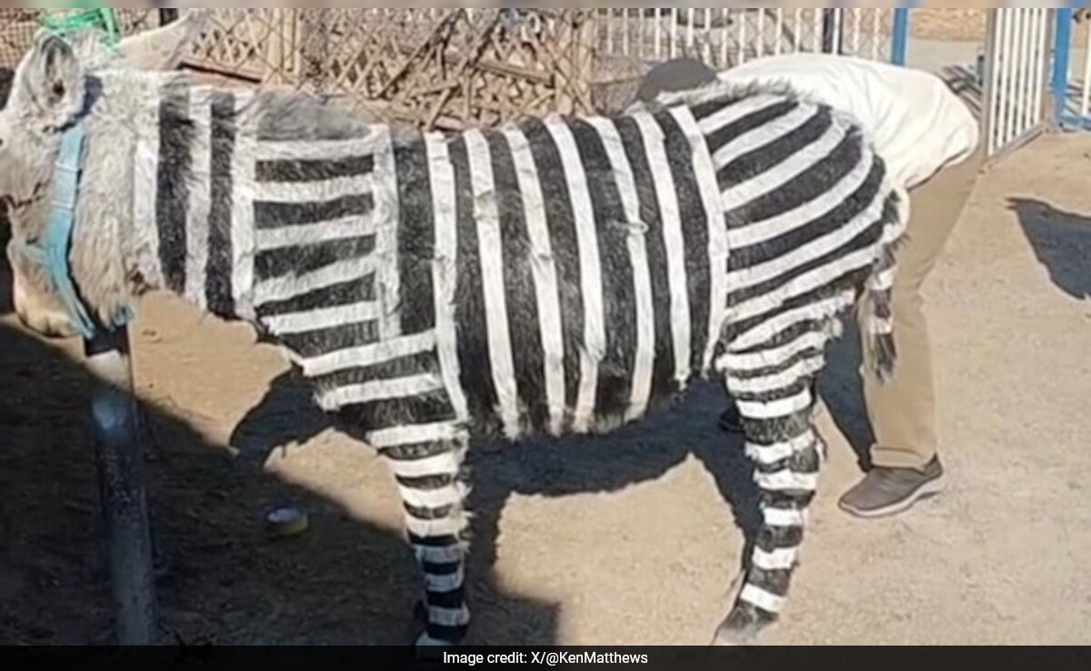Chinese Zoo Admits To Painting Donkeys Black And White To Resemble Zebras
