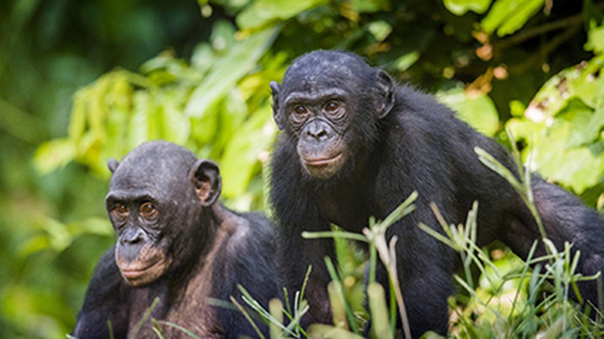 science for all Missing some info? Check with the bonobos