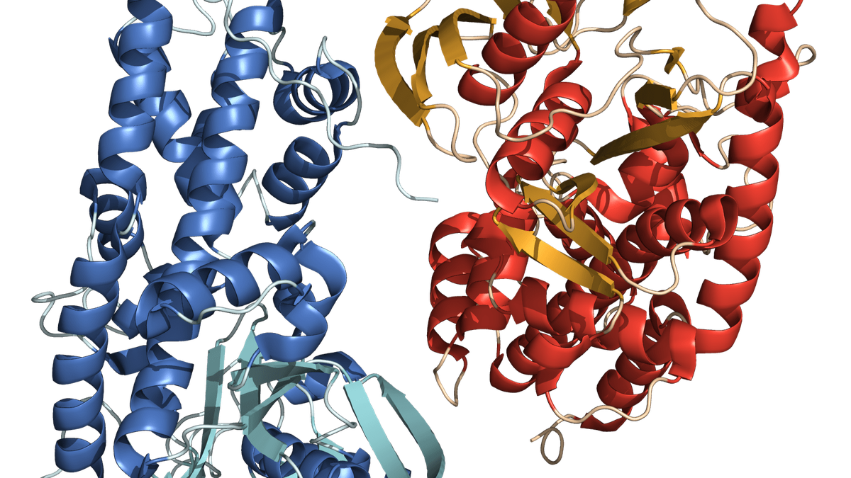 Cracking the mystery of how proteins found their shapes