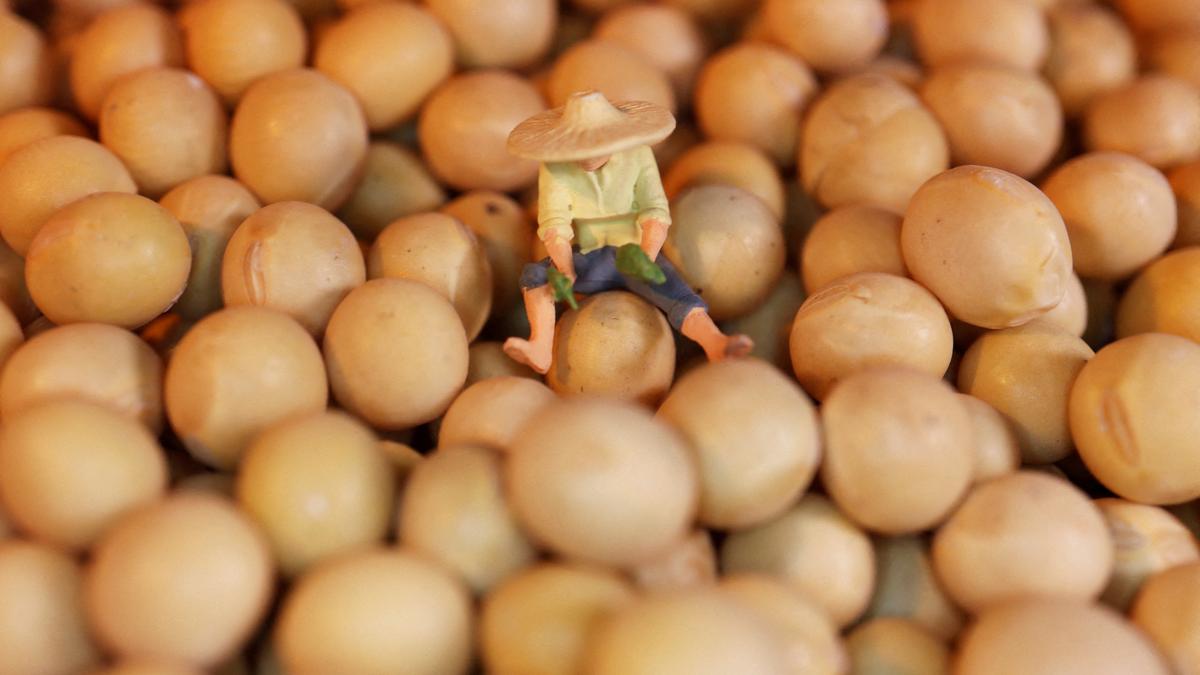 Soybeans rise after Trump says he wants China to buy more U.S. beans